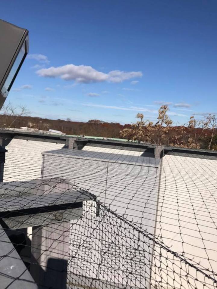 Pro Bird Control Tucson project