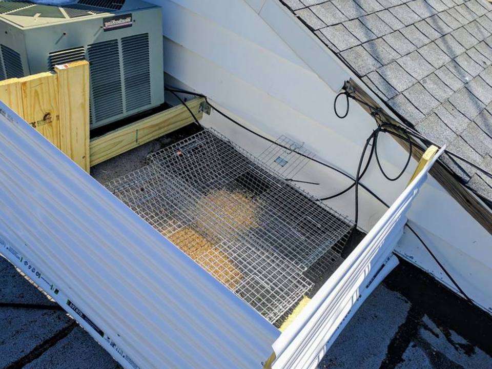 Pro Bird Control Tucson project