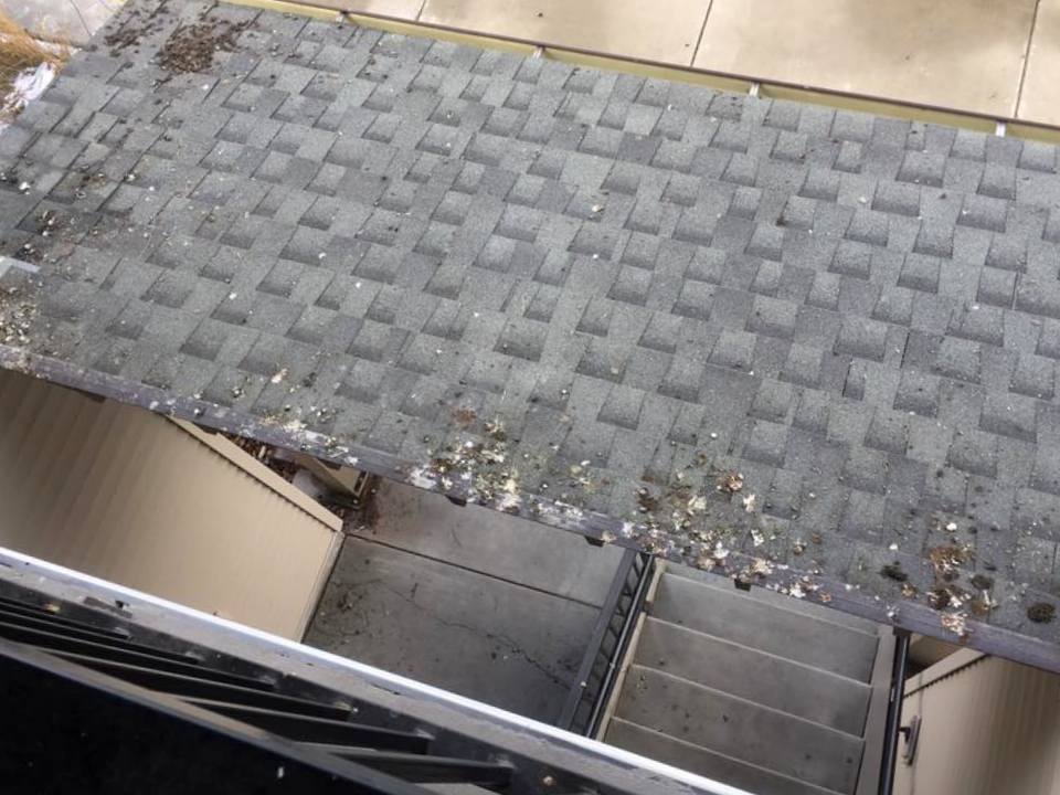 Pro Bird Control Tucson project